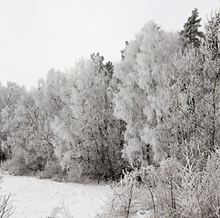 Image showing Snowcovered field by forest