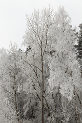 Image showing winter landscape