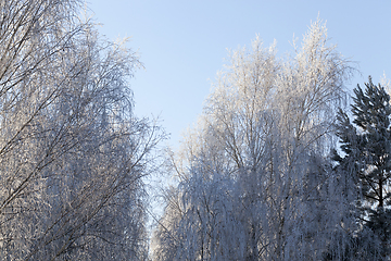 Image showing bared treetops