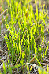 Image showing new crop of wheat