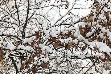 Image showing Oak branch