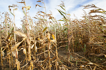 Image showing Corn Field