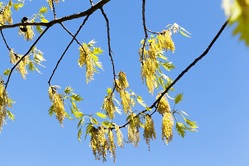 Image showing flowers oak