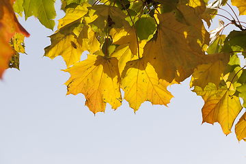 Image showing Fall yellow maple