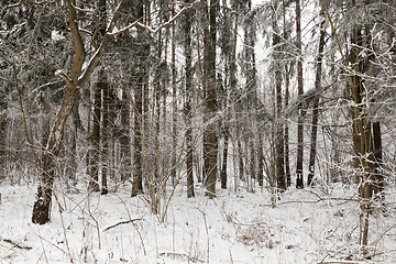 Image showing snow winter forest