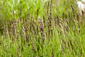 Image showing green spring grass