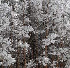 Image showing snow pine branch