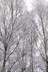 Image showing birch trees