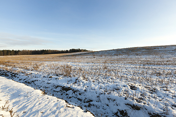 Image showing Wheat field,