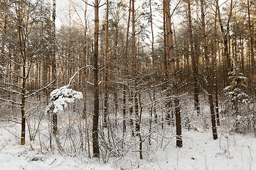 Image showing pine forest, winter