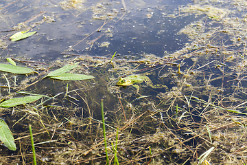 Image showing head of the frog,