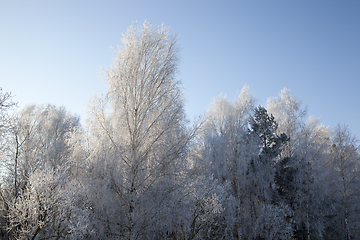 Image showing Winter frost birch