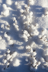 Image showing Stubble field