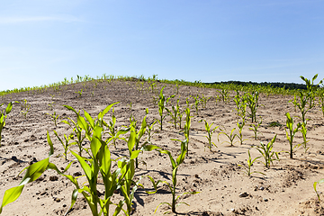 Image showing green agricultural field corn