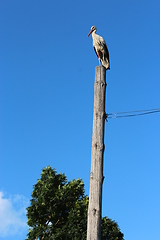 Image showing stork standing on the rural telegraph-pole