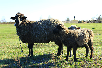 Image showing sheep grazing on the grass