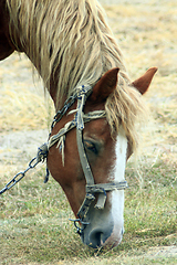 Image showing rural horse grazing on the pasture