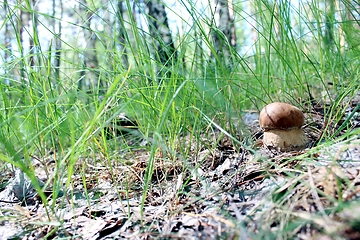 Image showing Beautiful and small cep in the grass