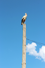 Image showing stork standing on the rural telegraph-pole