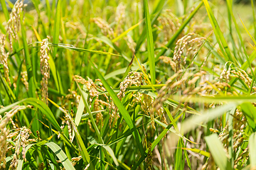 Image showing Paddy rice