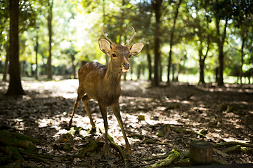 Image showing Deer in nara park