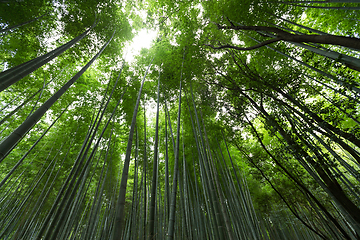 Image showing High Bamboo forest