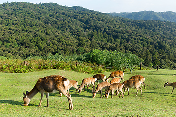 Image showing Group Deer eating grass on mountian