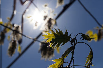 Image showing branches of oak