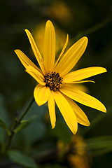 Image showing yellow flower