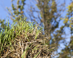 Image showing Green wheat