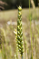 Image showing ears of wheat