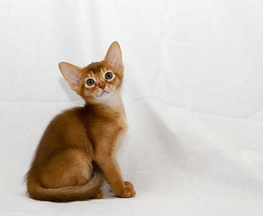 Image showing kitten Abyssinian