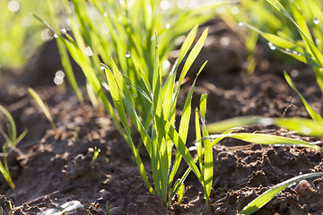 Image showing grain stems a