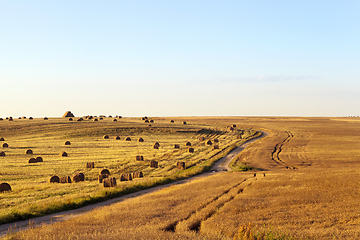 Image showing agricultural field