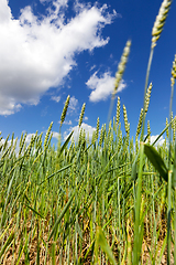 Image showing wheat field.