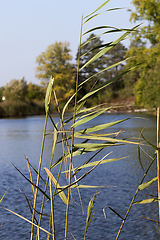 Image showing long stems of grass