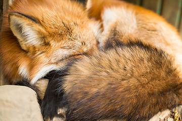 Image showing Wild fox sleeping