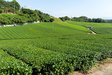 Image showing Green Tea field