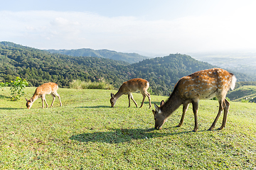 Image showing Deer having grass