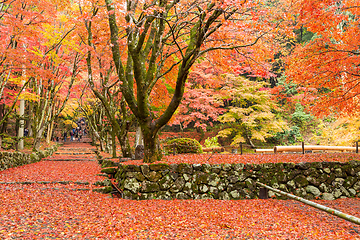 Image showing Japanese garden with maple tree