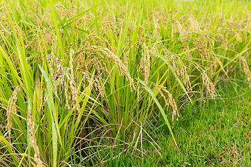 Image showing Paddy Rice farm