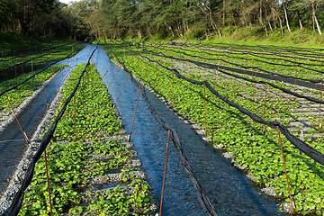 Image showing Wasabi plant in field