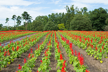 Image showing Salvia field