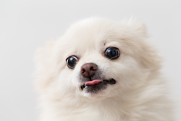 Image showing Cute White Pomeranian