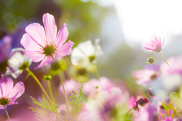 Image showing Cosmos flower field with sunshine