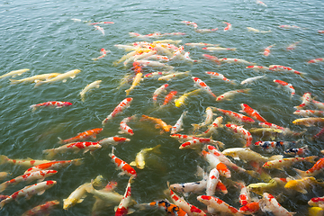 Image showing Koi fish in pond