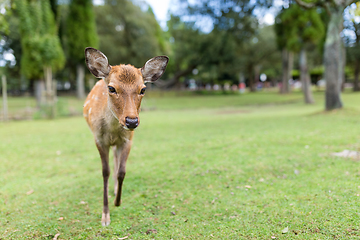 Image showing Deer in Nara park