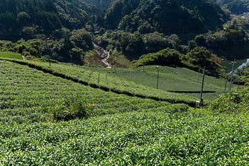 Image showing Beautiful fresh green tea plantation