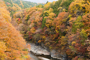 Image showing Forest in autumn