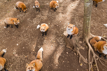 Image showing Fox looking for food